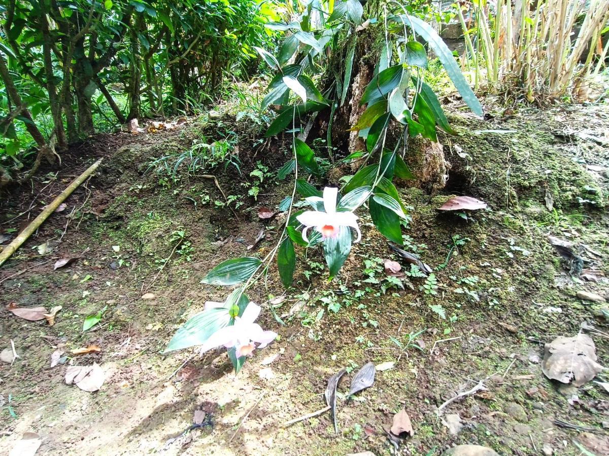 Cabana Vista Rio Celeste Exteriör bild